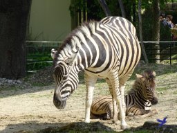 Tiergarten Schönbrunn am 11.April 2024